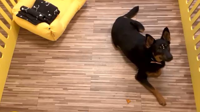 Cachorros no Zoom