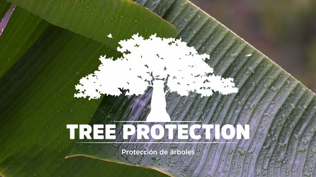 Tree Protection