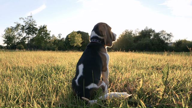 #HuelgadeAnimales