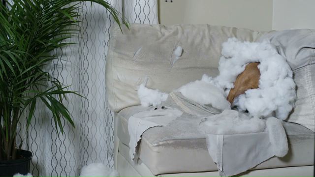 Ikea Pet Tunes