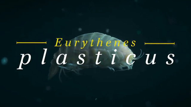 Eurythenes plasticus