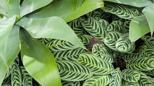 Instituto Burle Marx (El Ojo 2020)