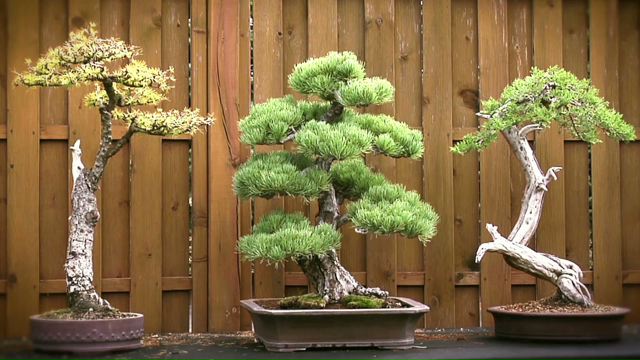 Bonsai