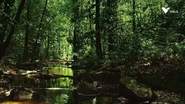 Ciclo da Floresta