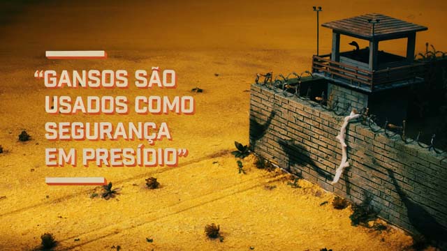Gansos
