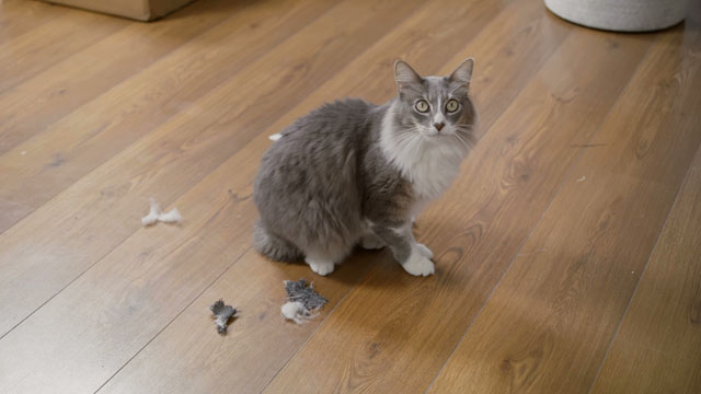 Gato