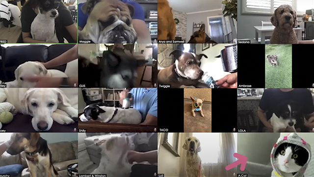 Tele DOGference