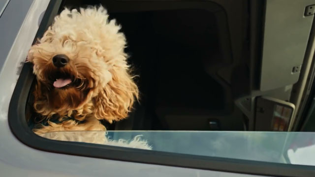 Happy drivers, happy dogs