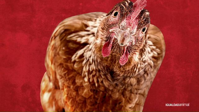 Te Invito a KFC: Ke Firmes Conmigo