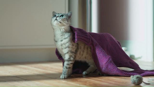 Purr More