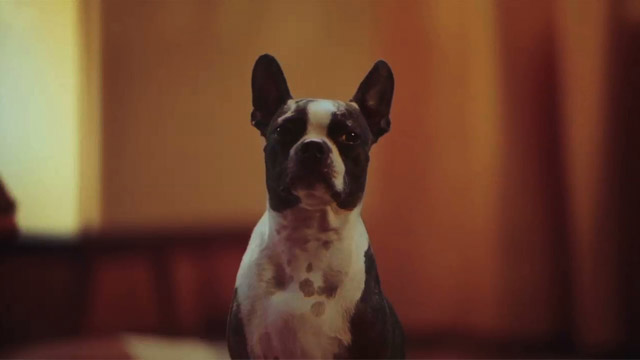 Perro