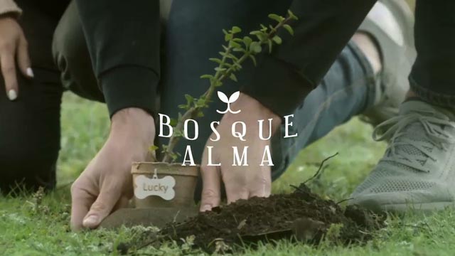 Caso - Bosque Alma