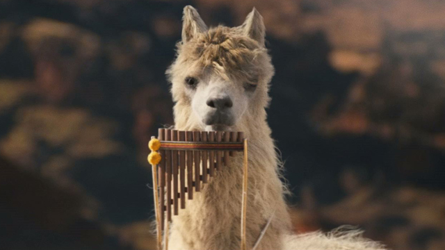 Alpaca