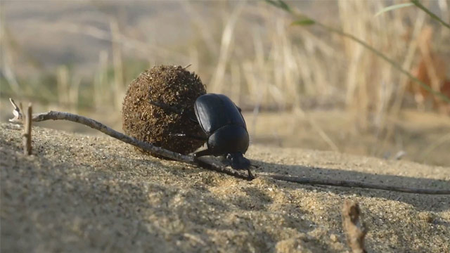 Escarabajo