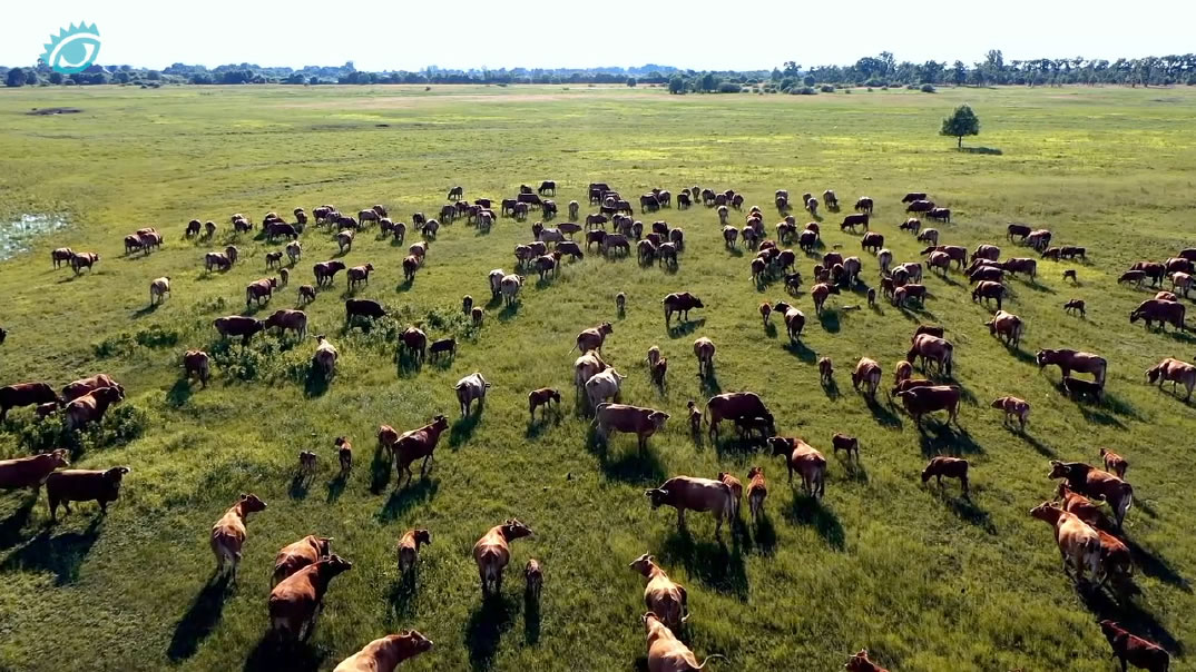 Caso - Burger King menú para vacas