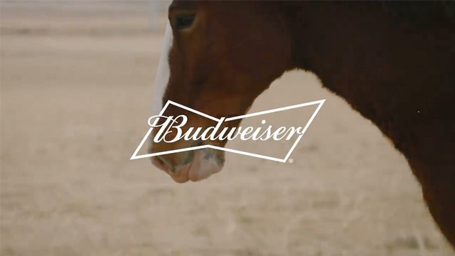 A Clydesdale's Journey