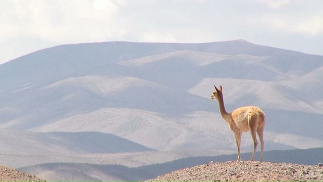 Vicuña