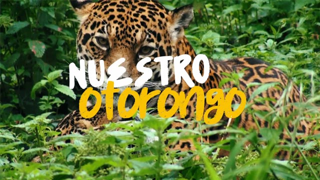 Caceria Legal de Otorongos