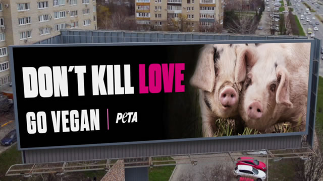 Dont Kill Love