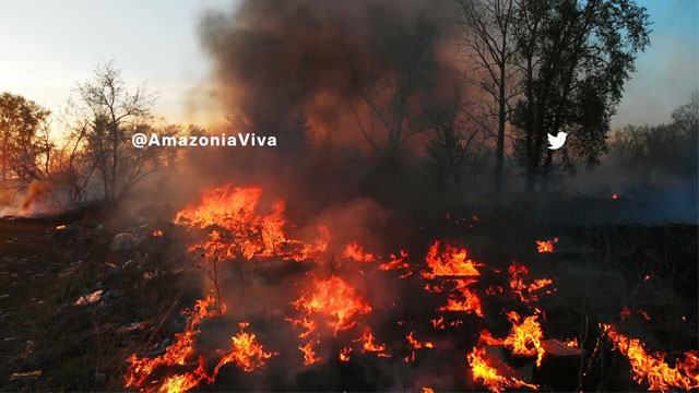 Amazonia Viva