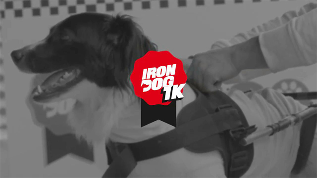 Iron Dog