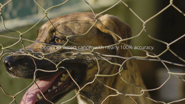 Dogs Without Borders (Cannes 2023)