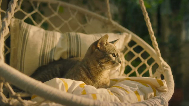 Gato