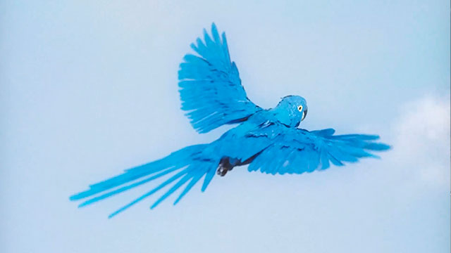 #LetTheBlueBirdFly