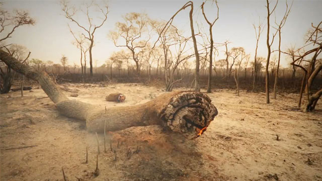 Árbol