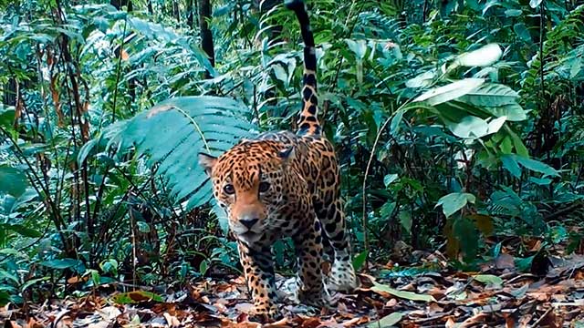 Jungle Eyes