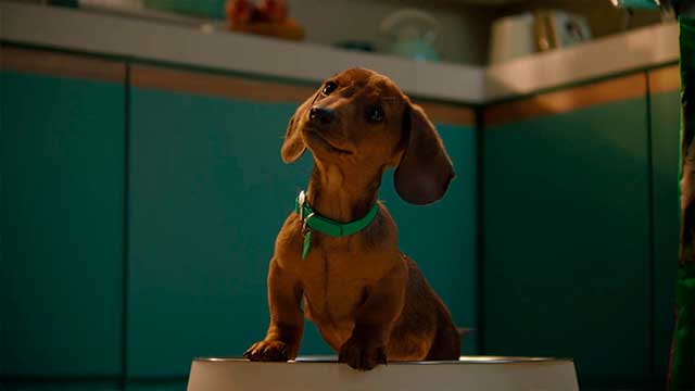 Purina Dog Chow