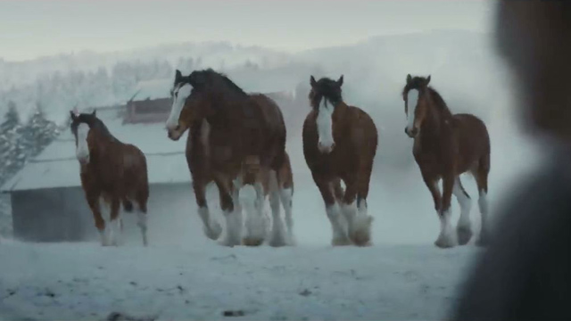 Teaser - The Clydesdales Are Back