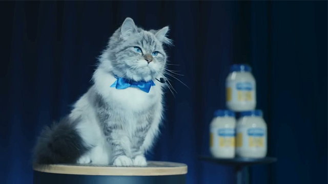 Mayo Cat
