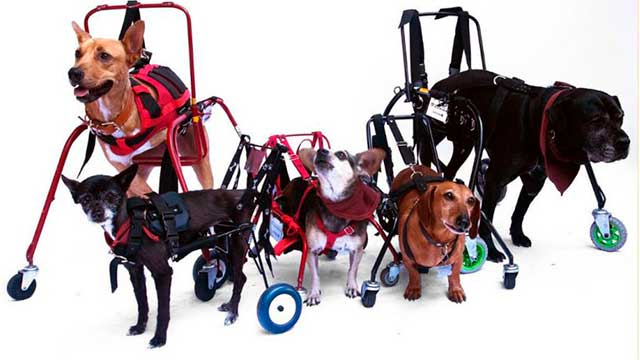 Escudería Canina
