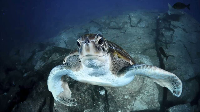 Tortuga