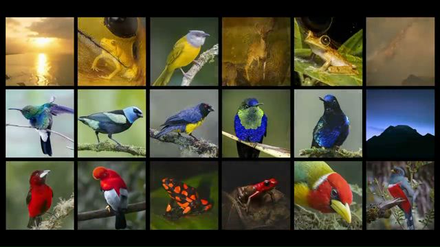 Himno Nacional de Colombia interpretado por su biodiversidad