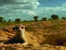 Animales