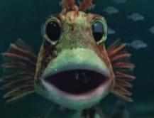 Peces