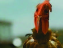 Gallo