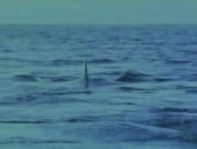 Tiburón