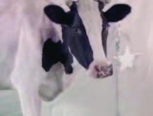 Vaca