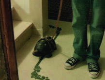 Tortuga
