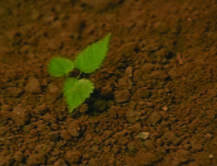 Plantita / Picaflor