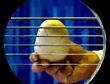 Musical