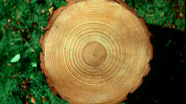Arbol