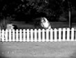Lassie