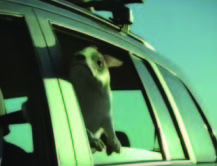 Perro Pez