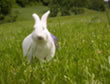 Conejo