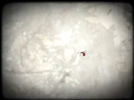latintv image