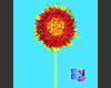 foto card